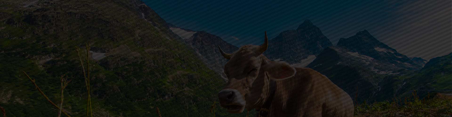 Beef meat Beef meat